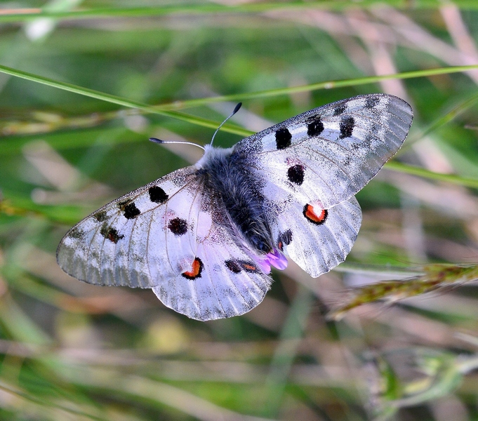 Parnassius apollo